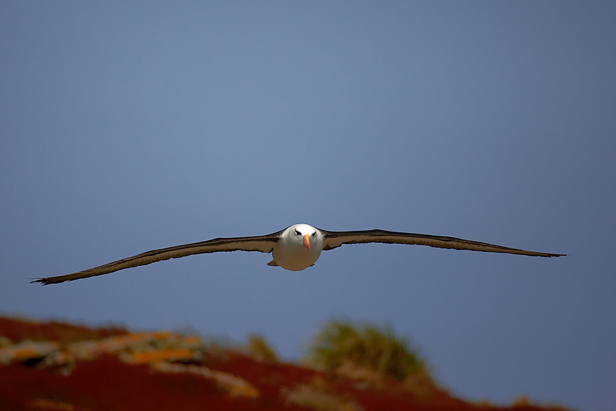 Schwarzbrauen Albatros